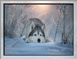 Siberian husky, Śnieg, Zima, Pies, Mordka
